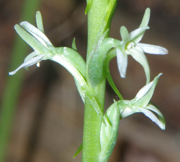 Piperia elegans